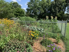 Vegetable garden with pollinator plants