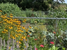 Vegetable garden with pollinator plants