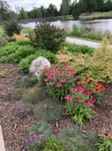 Butterfly garden- late spring