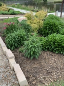 Mid-spring blooms