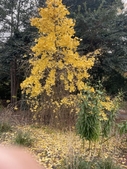 Weeping habit of tree with golden yellow leaves