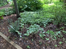 late spring