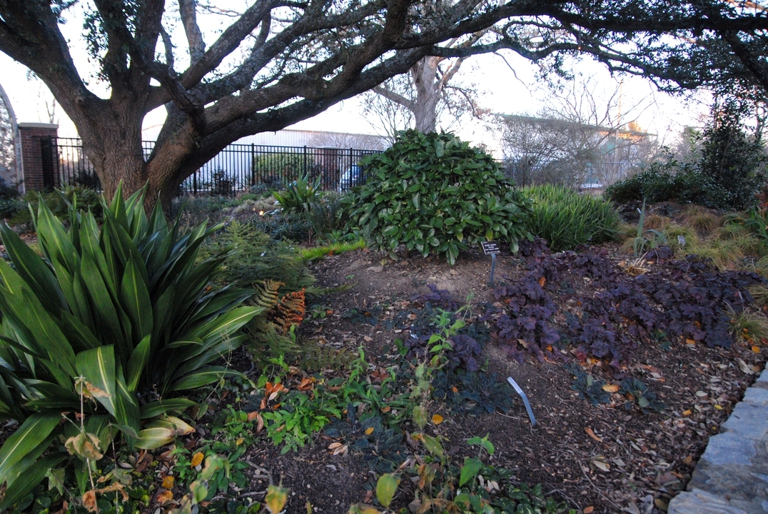 Evergreen plants under a shade tree.