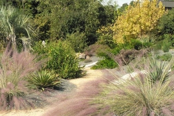 The Xeric garden at the JC Raulston Arboretum.