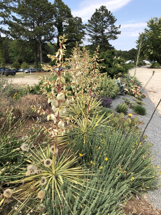 Yucca flaccida 'Golden Sword' in May