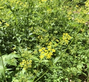 Crowder Park Prairie and Native Plants Garden in the Spring