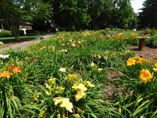 Daylily garden