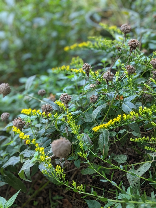 Goldenrod and Bee Balm