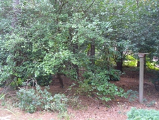 Garden in summer (August) in Moore County
