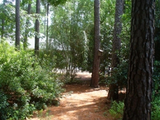 summer in a backyard woodland garden in Moore County