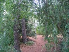 summer with the Weeping Yaupon Holly in a backyard woodland gard