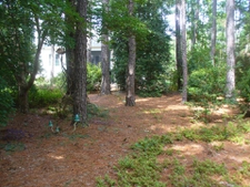 summer in a backyard woodland garden in Moore County