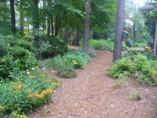 early summer in a backyard woodland garden in Moore County
