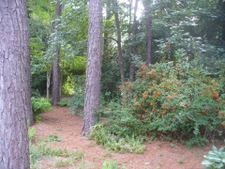 summer in a backyard woodland garden in Moore County