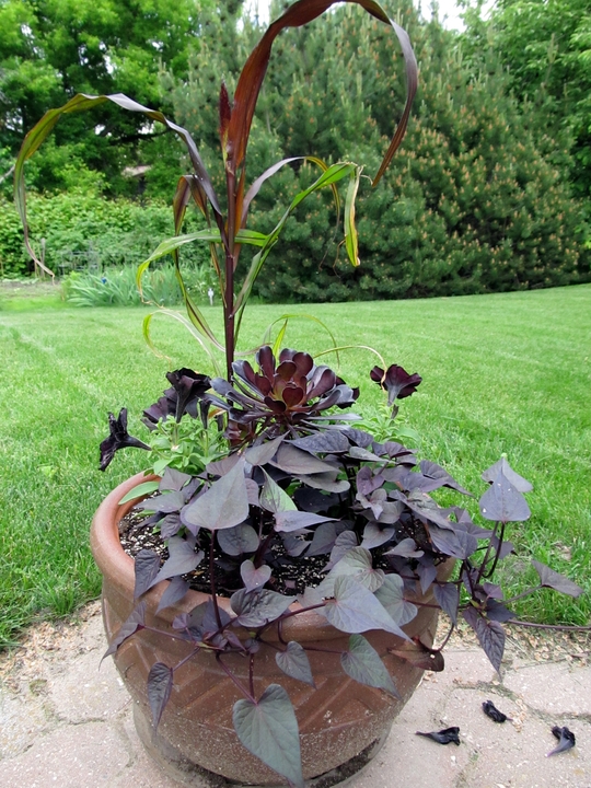 A large container with plants with blackish foliage or flowers