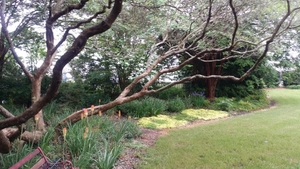 Bed with poker plant in bloom shaded by low branching tree.