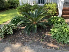 Entryway planting