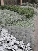 Silver-colored plants in a border along a stone walkway.