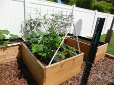 Container vegetable garden
