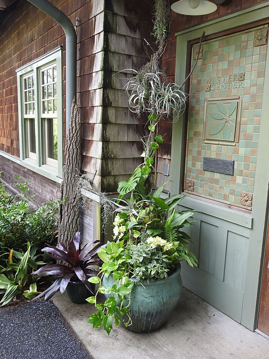 Container with tropical plants and wooden branch with epiphytes.