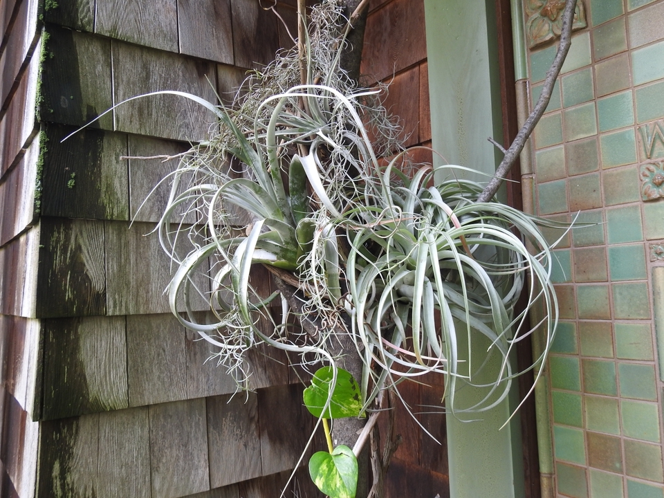 Tropical epiphytes on a branch affixed to the container.