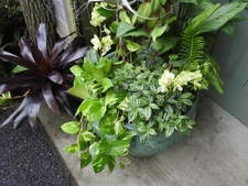 Container with tropical plants with variegated leaves.