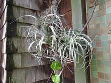 Tropical epiphytes on a branch affixed to the container.