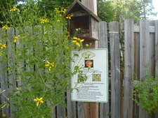 Left Side of Trail with Coreopsis Tripteris
