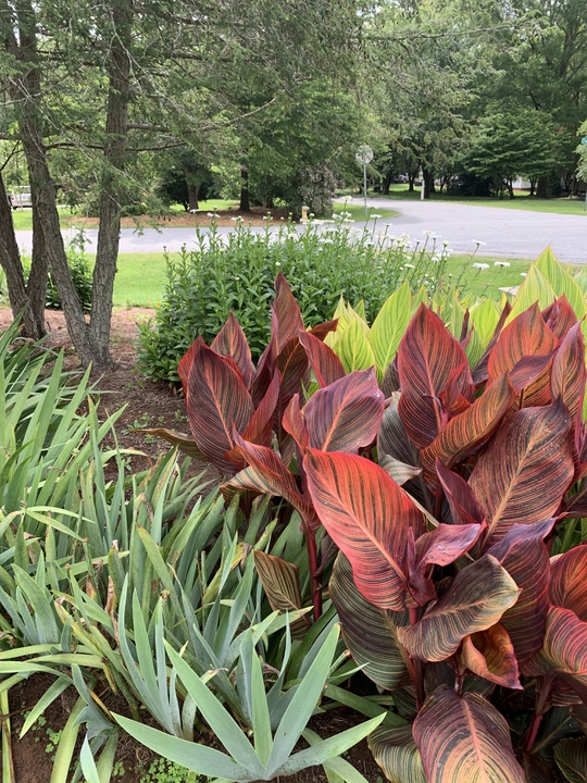 Contrasting colors