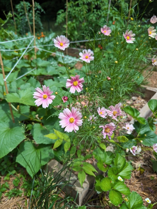 Cosmos bordering squash and strawberries