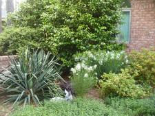 Courtyard Entrance Garden in Moore County in spring