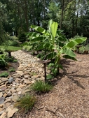 Dry rocks and a large banana plant
