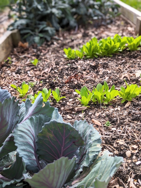 Early spring greens