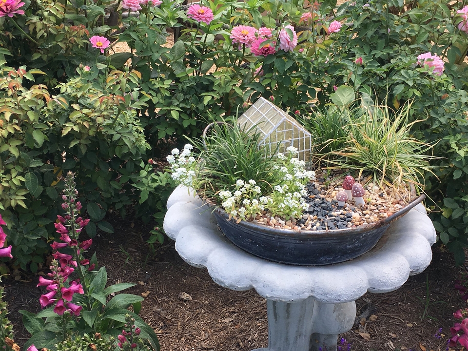 A tiny greenhouse surrounded by annuals & herbaceous perennials