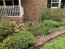 Right of stairs age 3 new plants