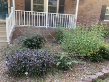 Foundation planting right of stairs