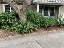 Foundation planting