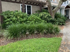 Foundation planting