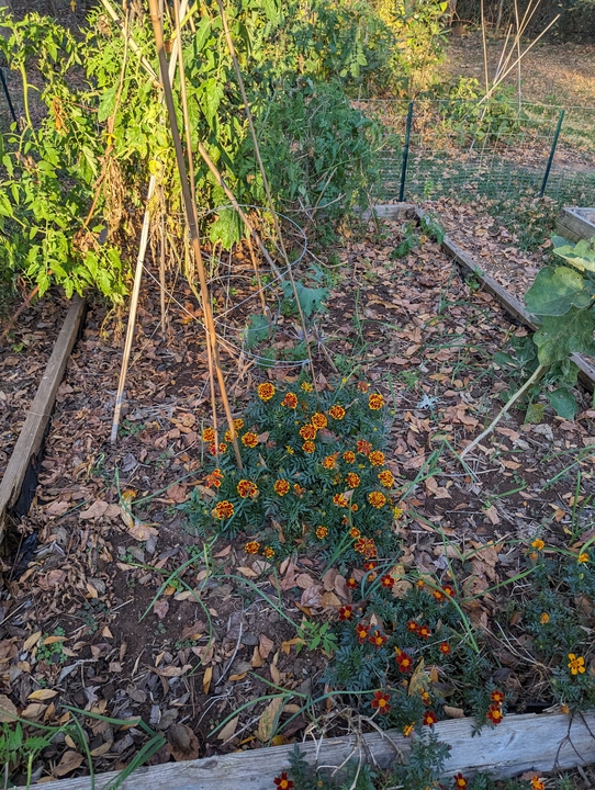 Part of the garden in Fall 2023