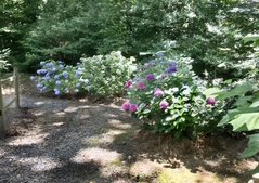 A path flanked by blue and white hydrangeas.