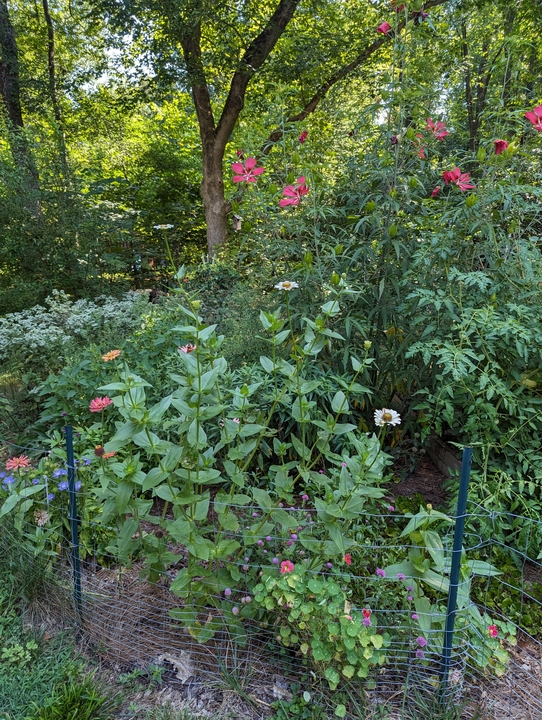 Pollinator area in Summer 2023