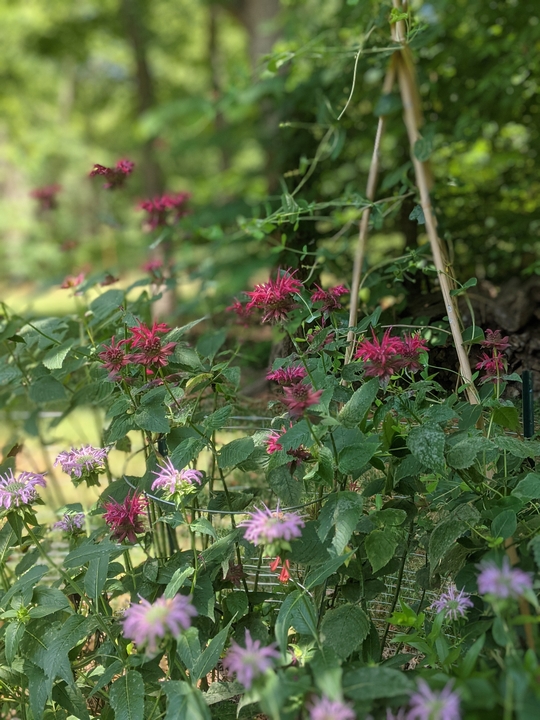 A portion of the pollinator section in June 2022