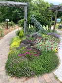 4 years old in full bloom in the late spring.