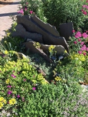 Crevice Garden in Spring