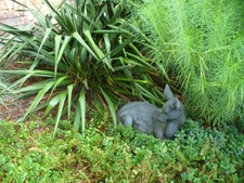 Courtyard Entrance Garden in Moore County in summer