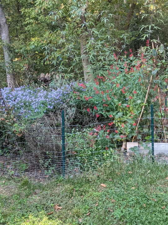 Garden in Fall 2021