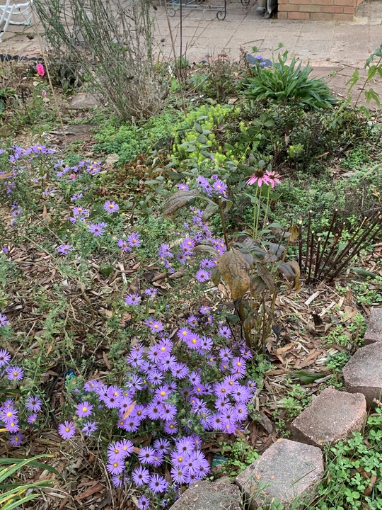 End of October blooms