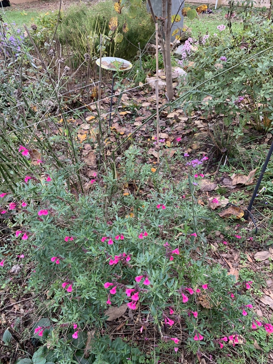 Late October blooms