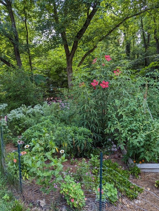 Pollinator Area in Summer 2024