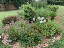 Early June garden